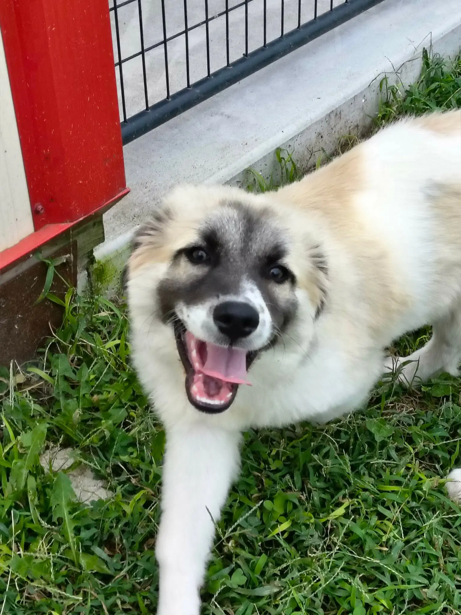 Bruno - Anatolian Shepherd