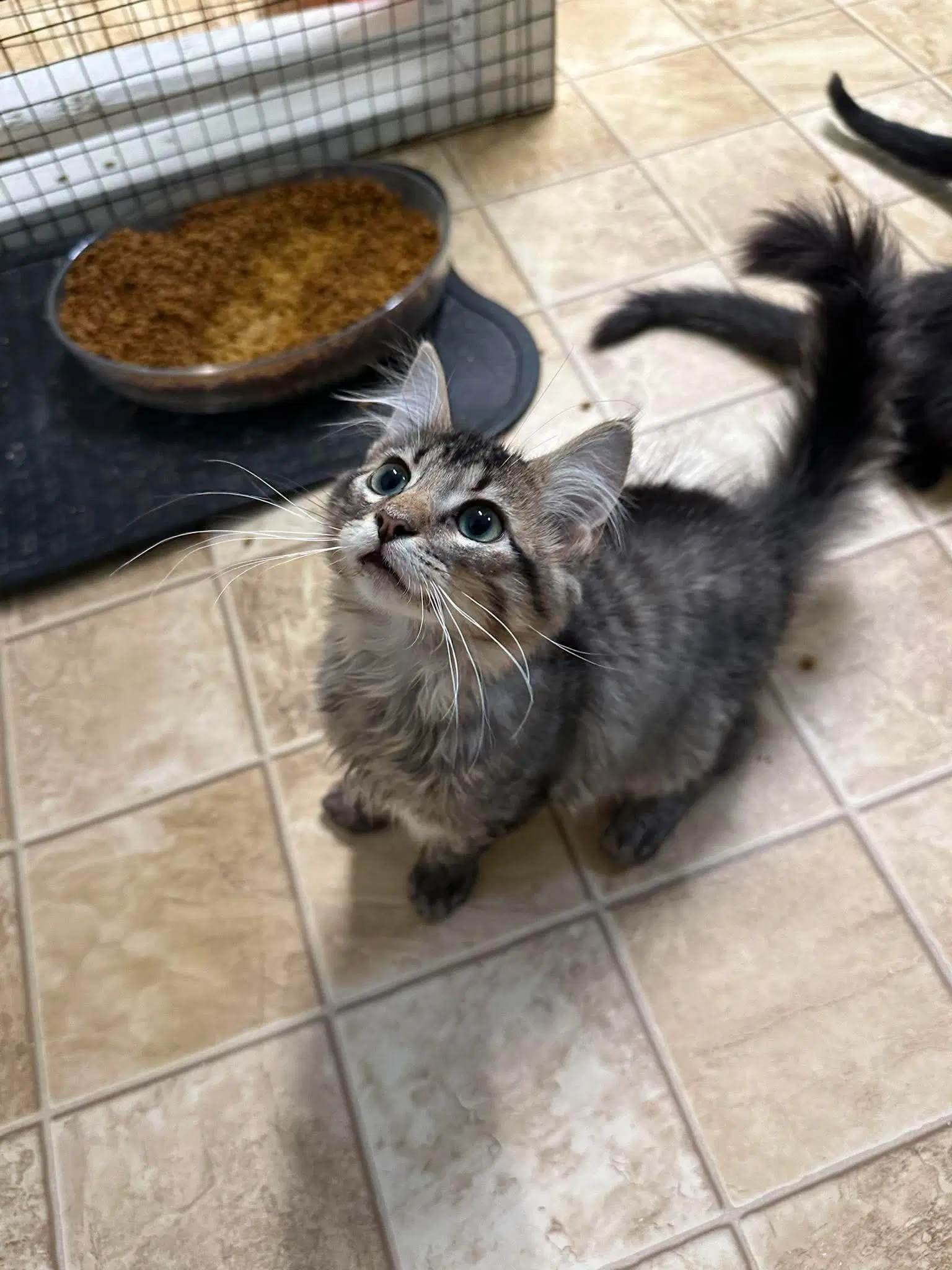Simon image 2