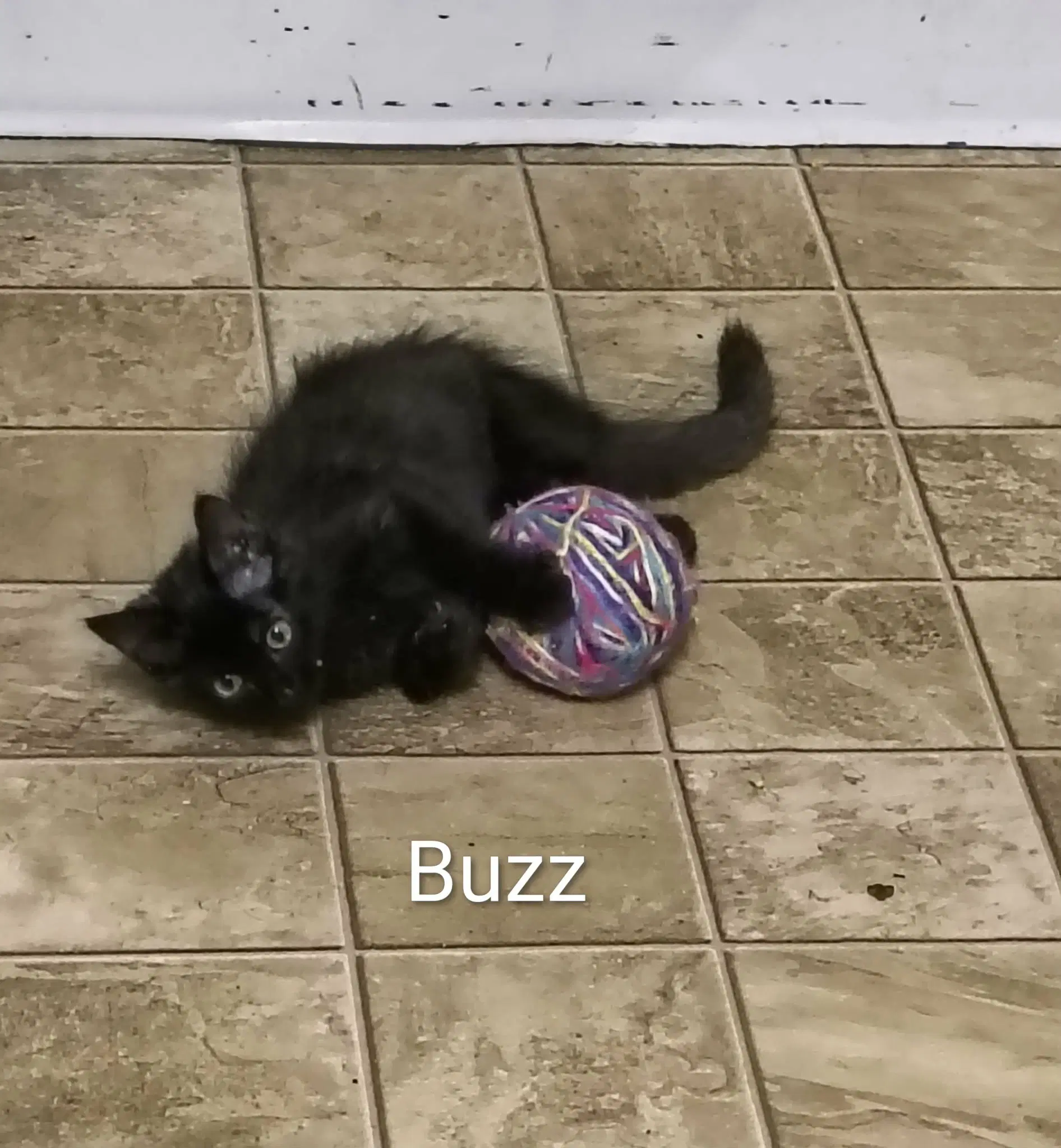 Buzz - Domestic Medium Hair