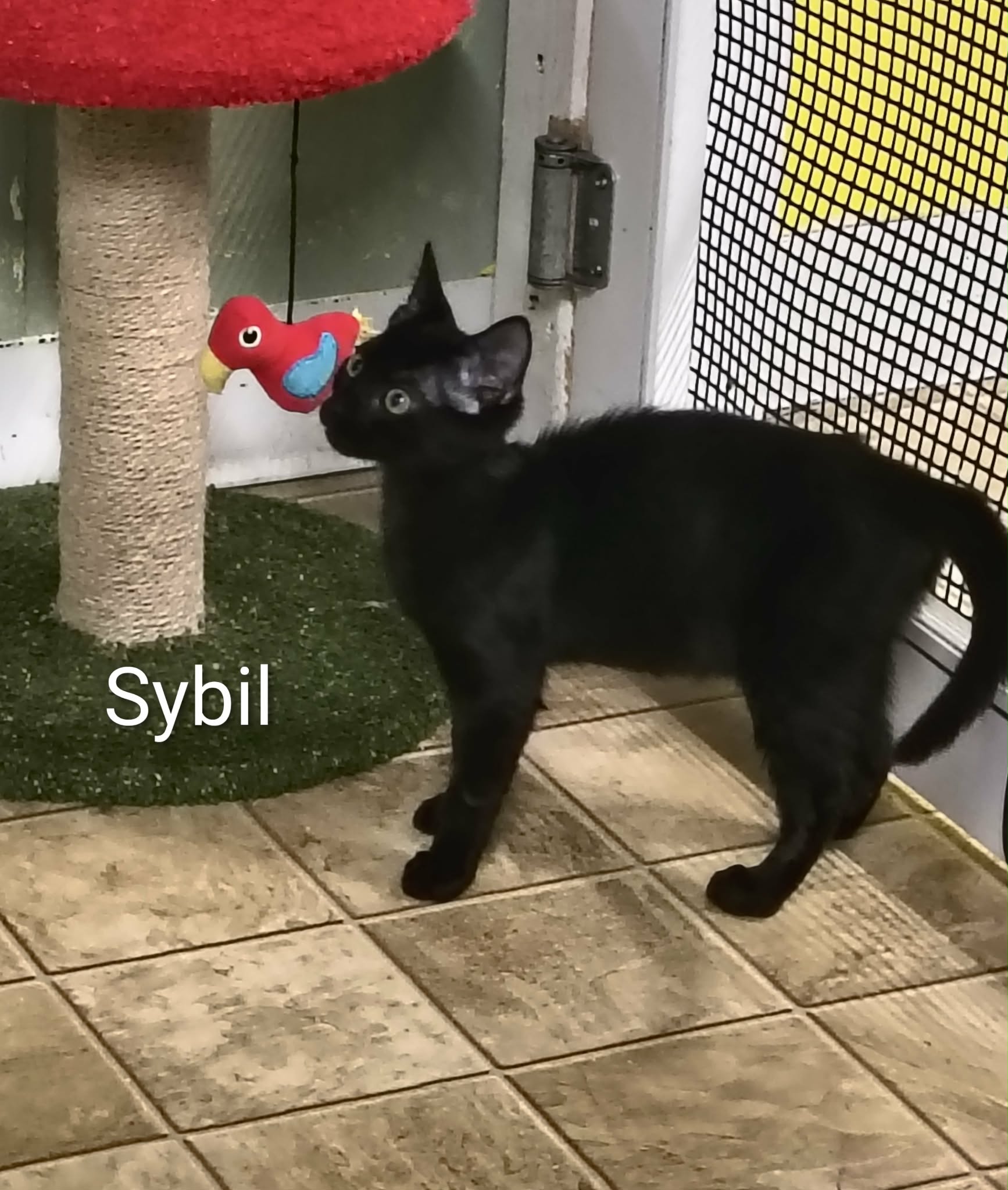 Sybil