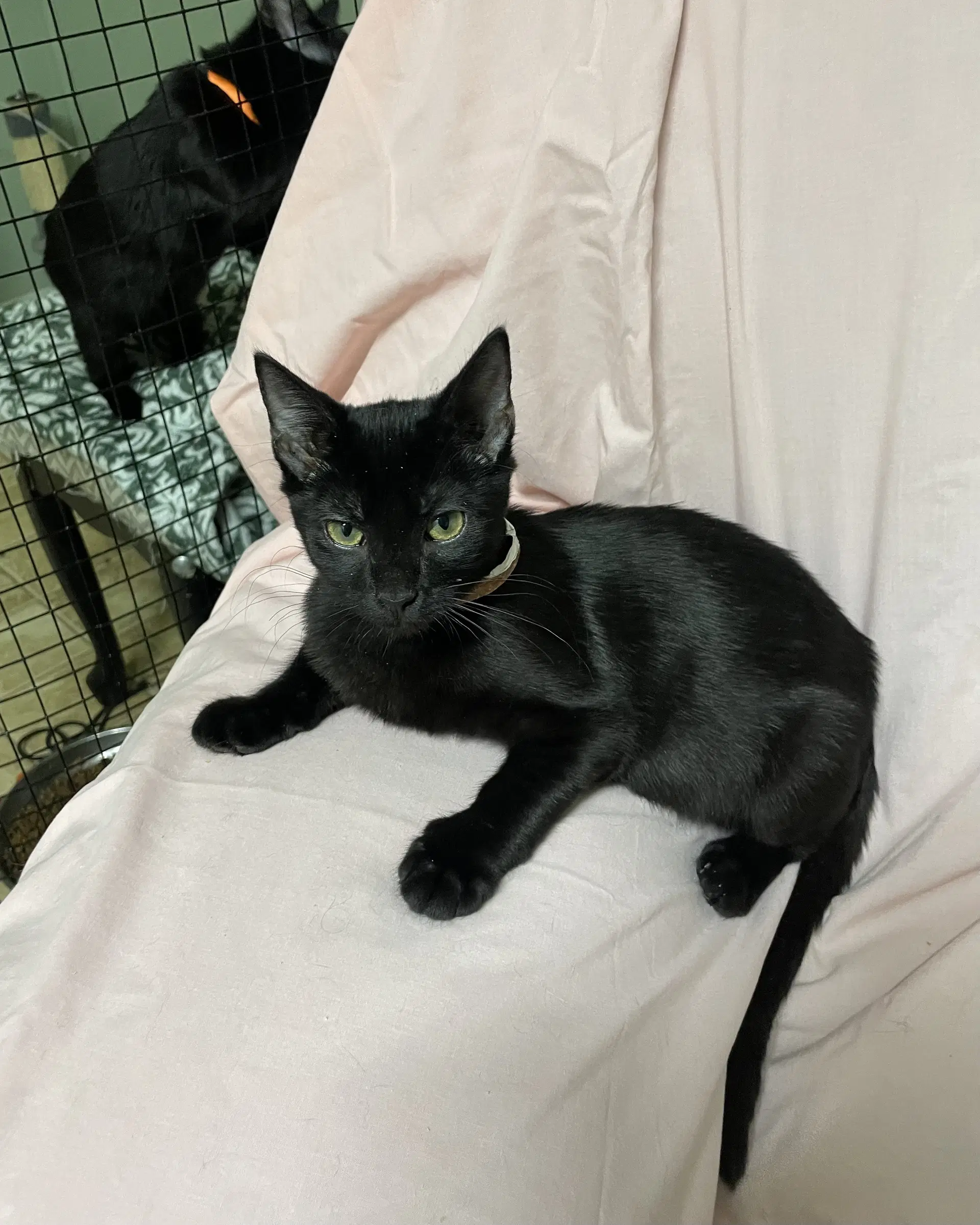 Sybil - Domestic Short Hair