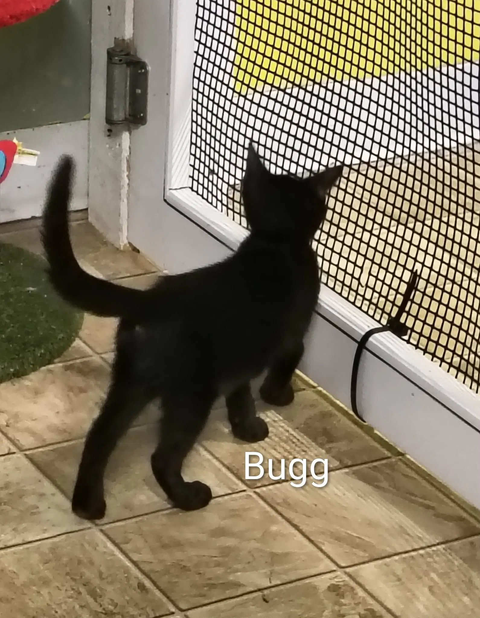 Bugg - Domestic Short Hair