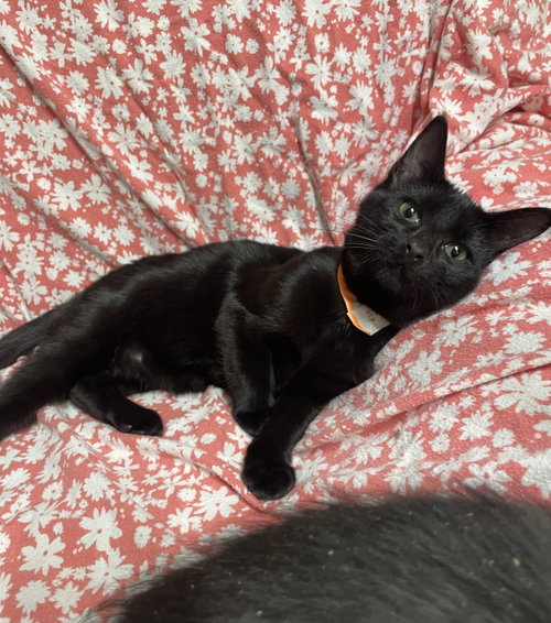 Bugg, a cat for adoption from Stover Animal Rescue, Inc.