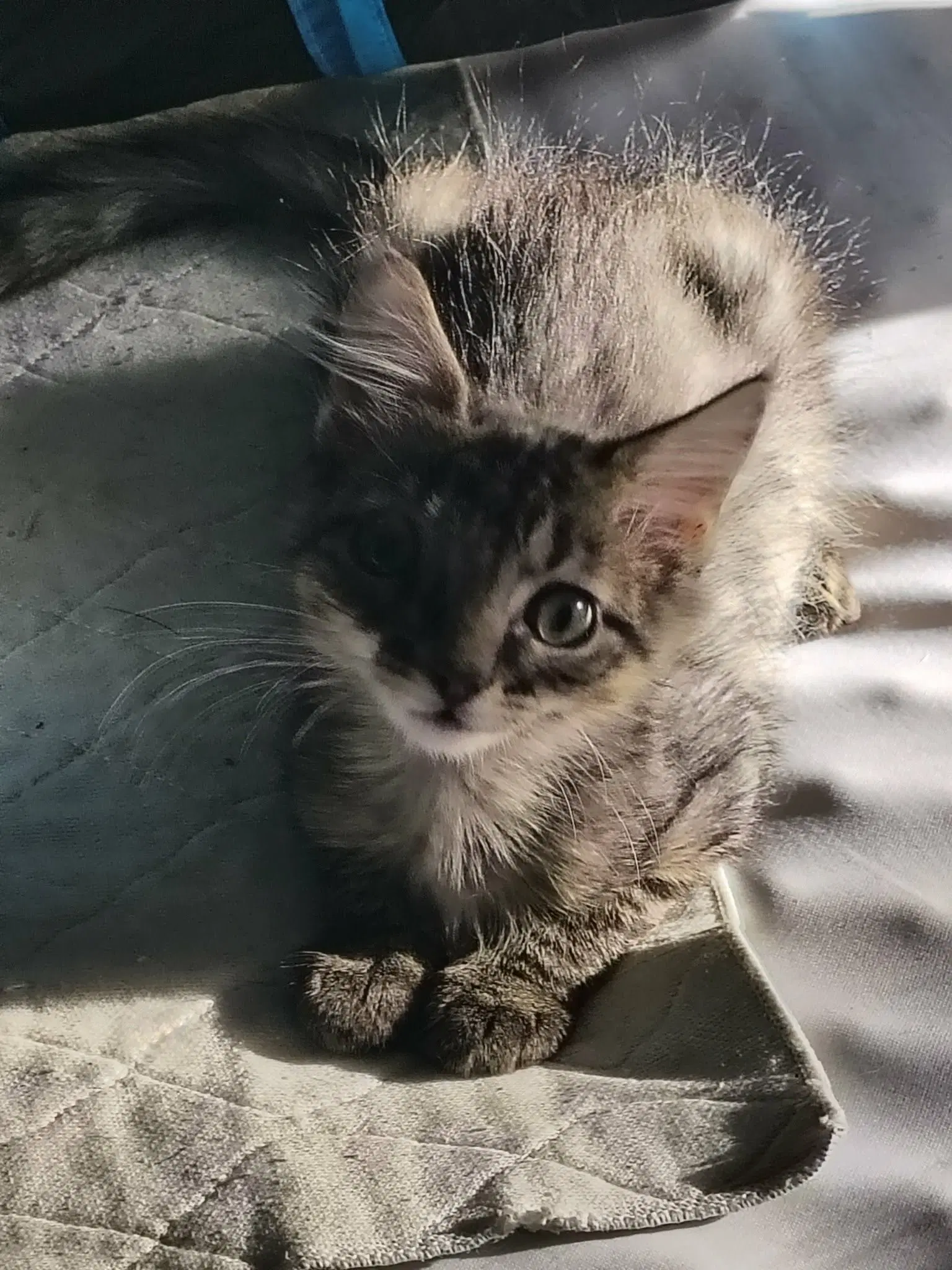 Midge - Domestic Medium Hair