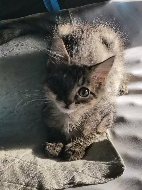 picture of the cat needing adoption