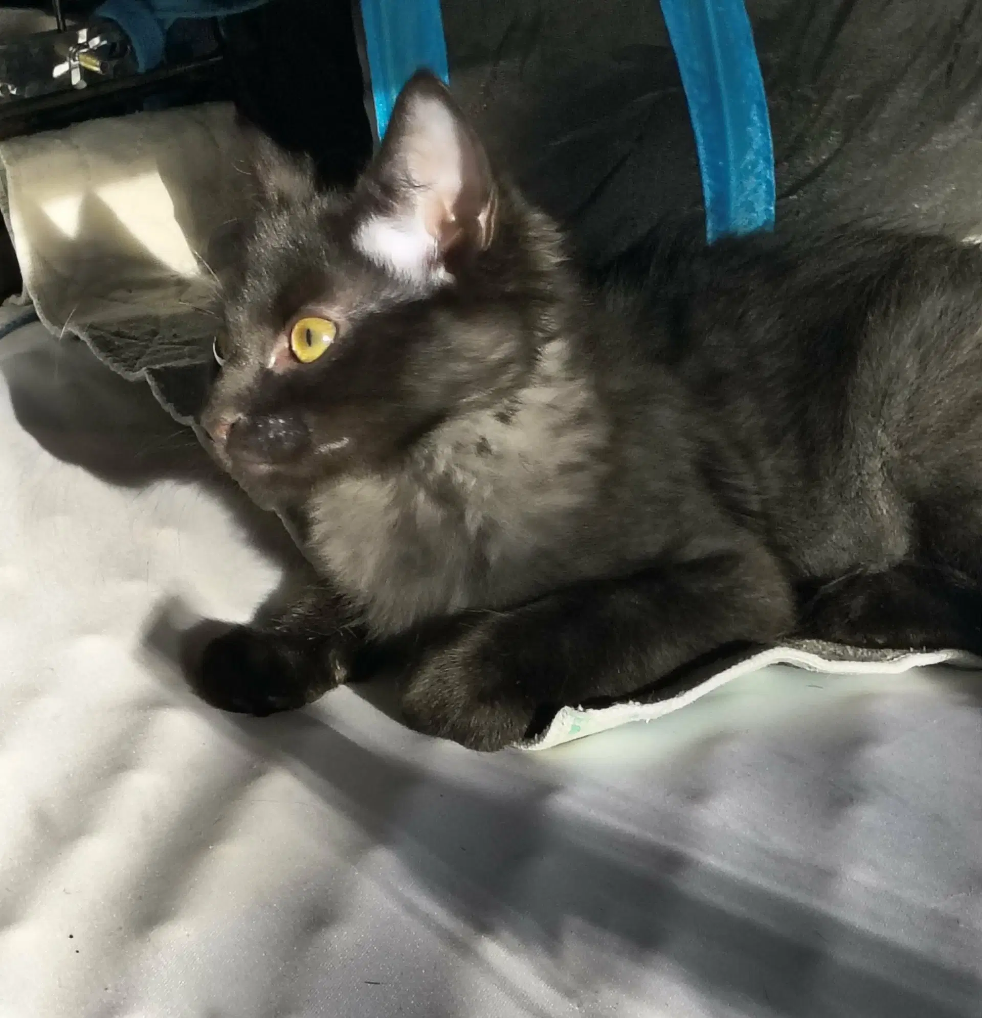 Woody - Domestic Medium Hair