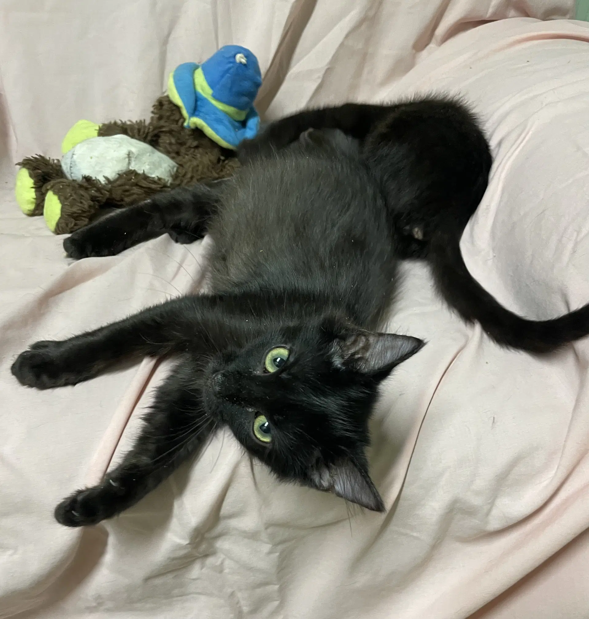 Woody - Domestic Medium Hair