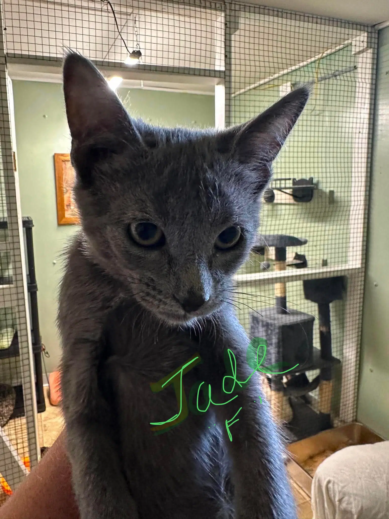 Jade - Domestic Short Hair