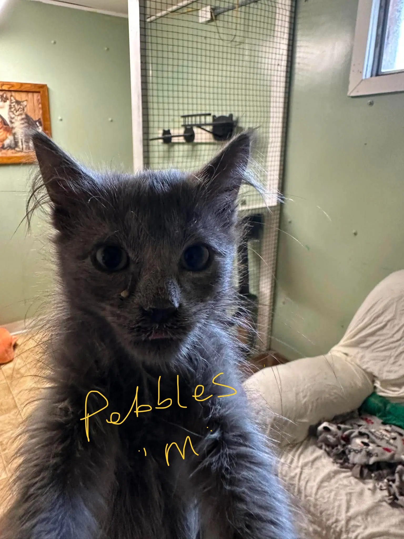 Pebbles - Domestic Short Hair