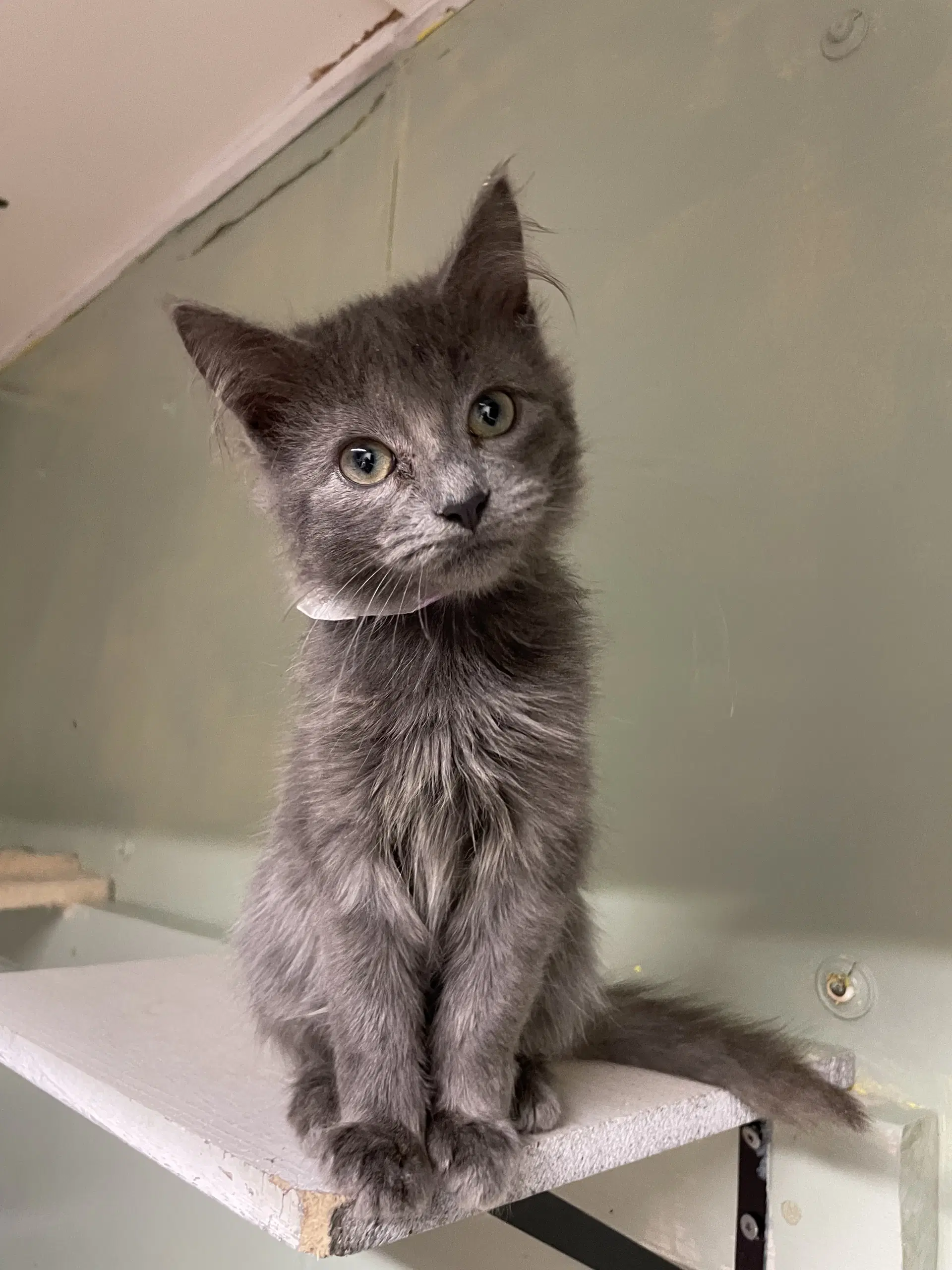 Pebbles - Domestic Long Hair