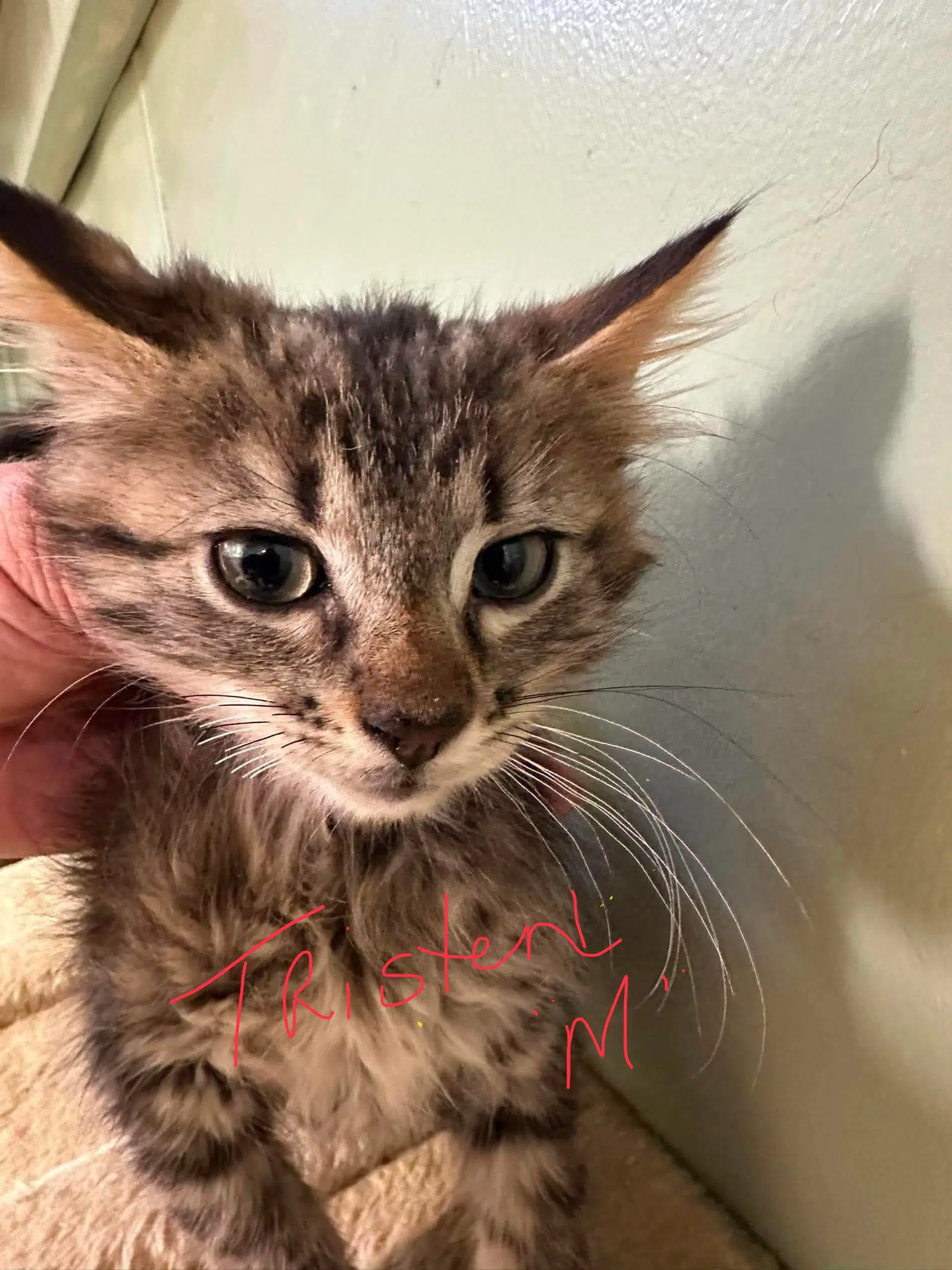 Tristen - Domestic Short Hair
