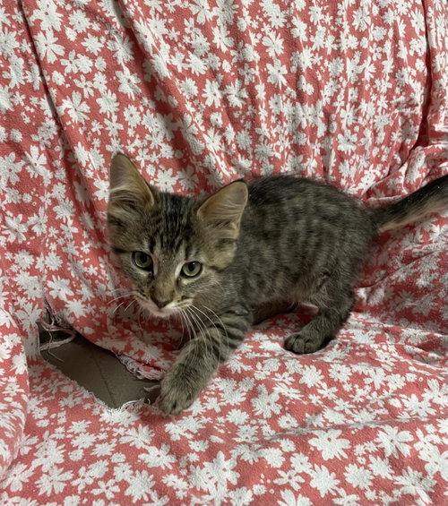 Tristen, a cat for adoption from Stover Animal Rescue, Inc.