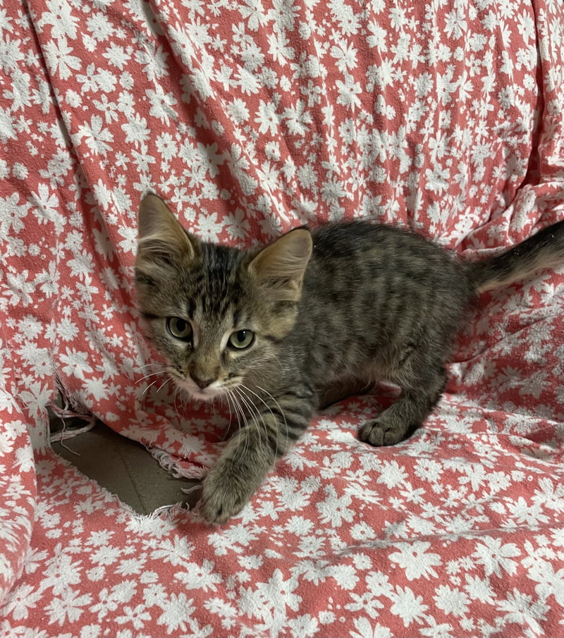 Tristen, a young male cat up for adoption