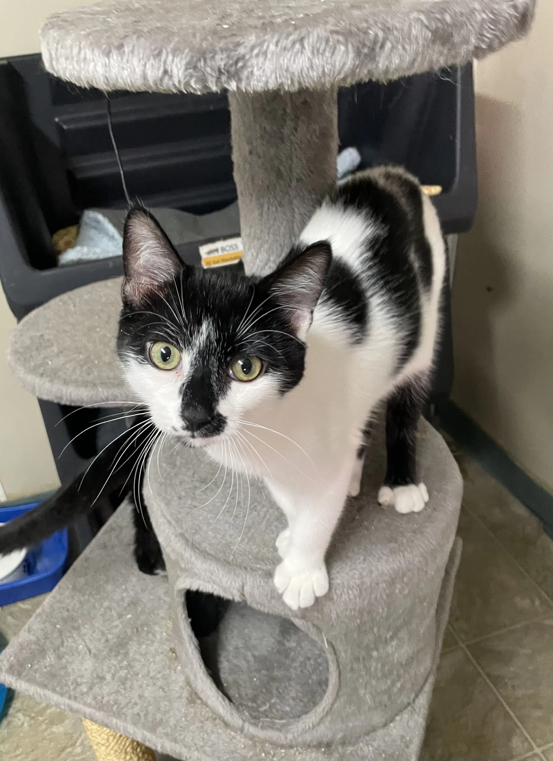 Bobby - Domestic Short Hair