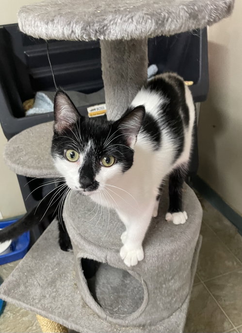 picture of the cat needing adoption
