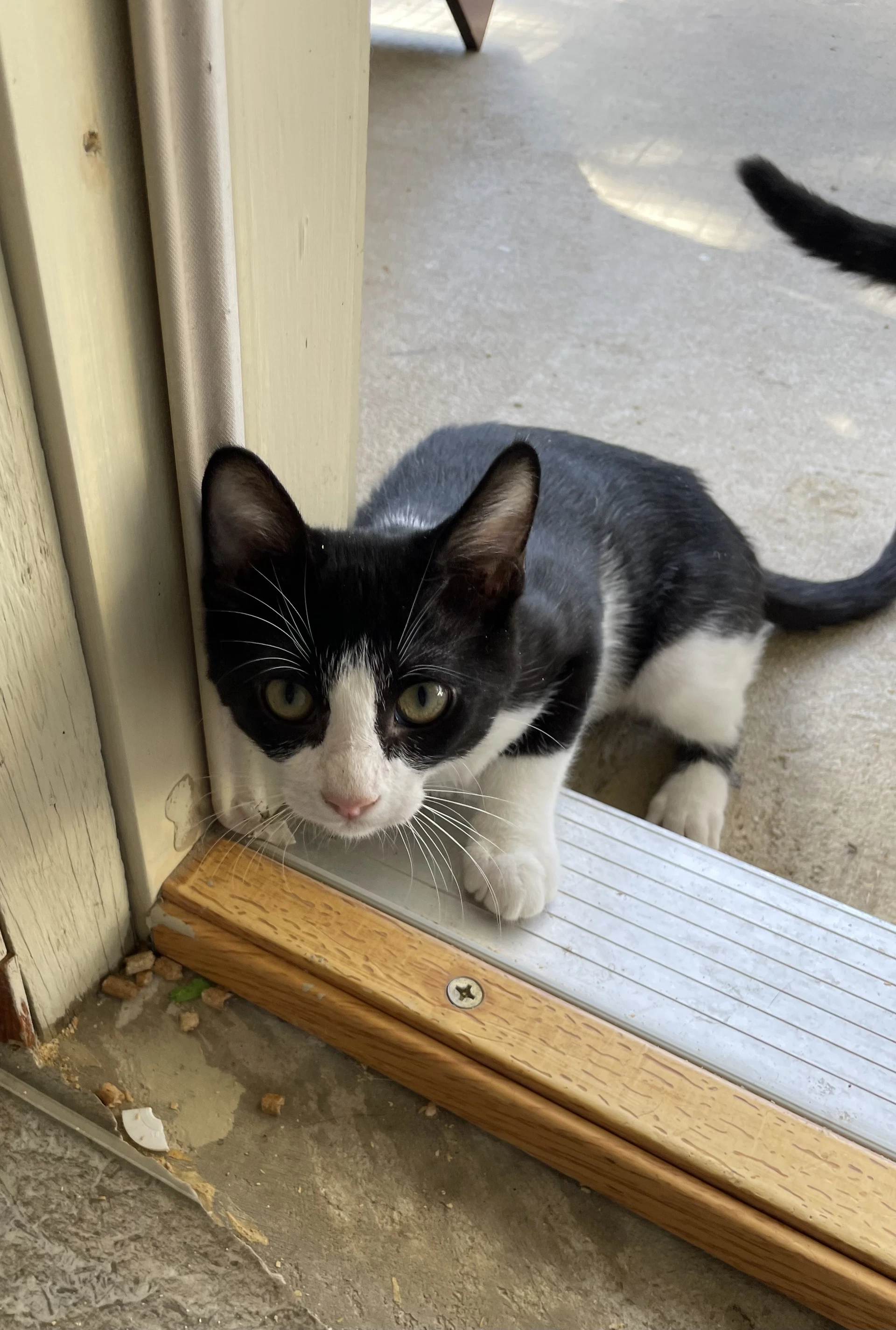 Oreo