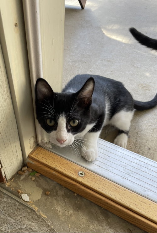 picture of the cat needing adoption