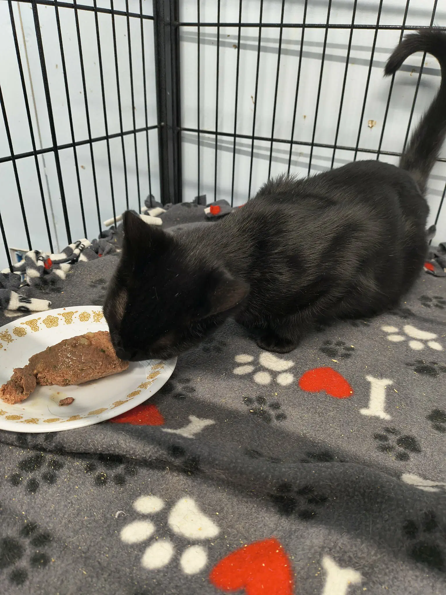 Beauty - Domestic Short Hair