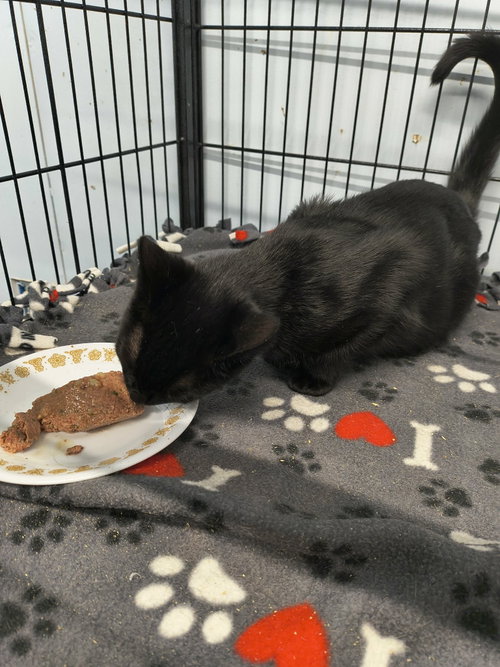 picture of the cat needing adoption