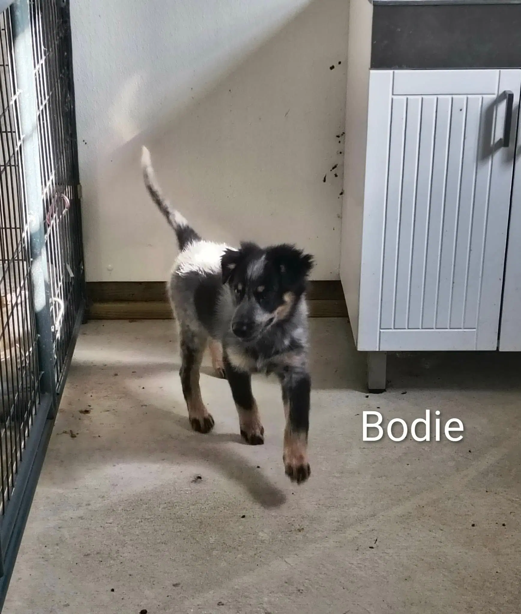 Bodie - Beagle