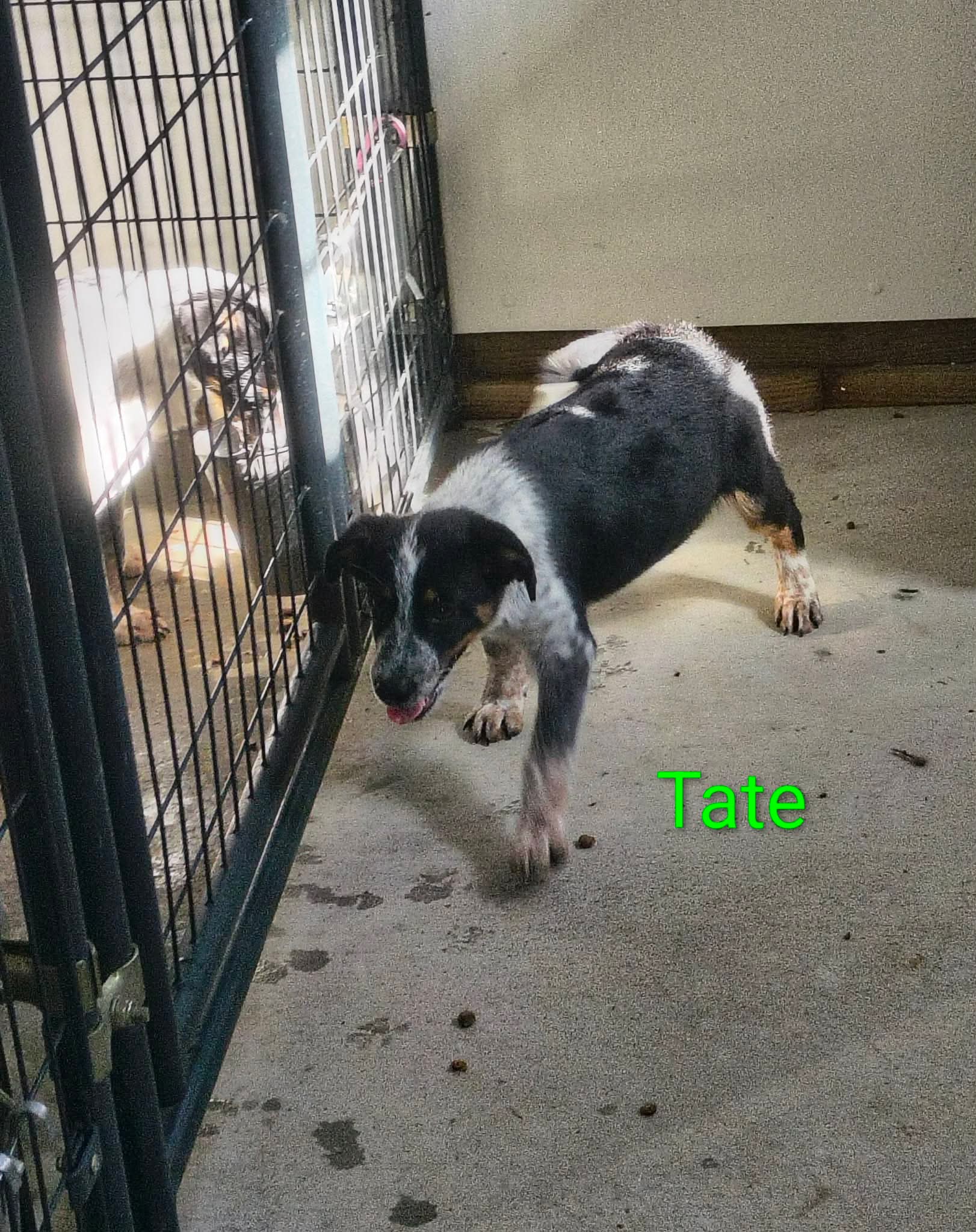 Tate