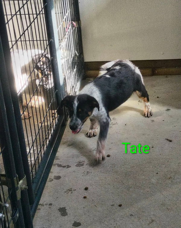 Tate