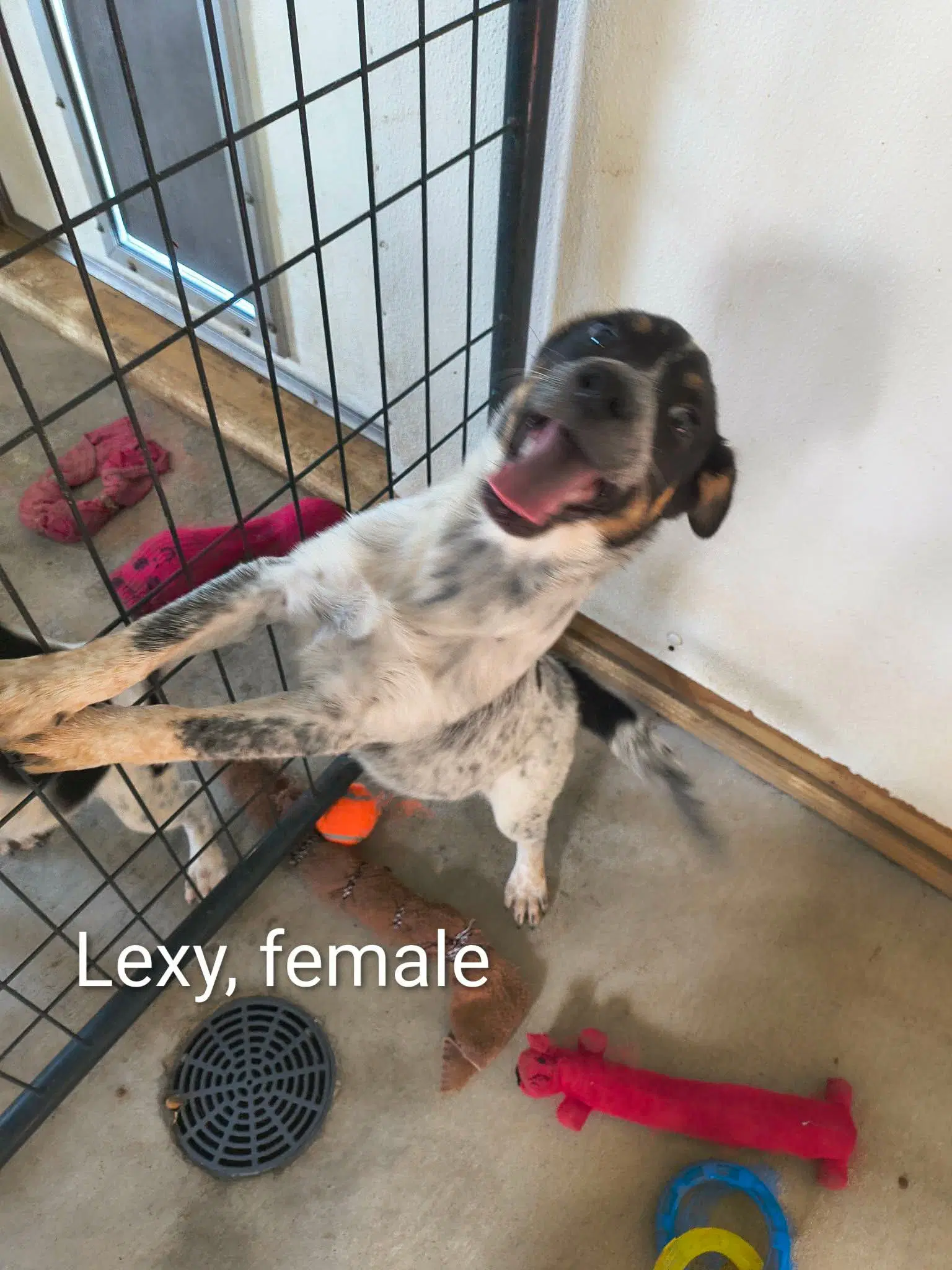 Lexy - Beagle
