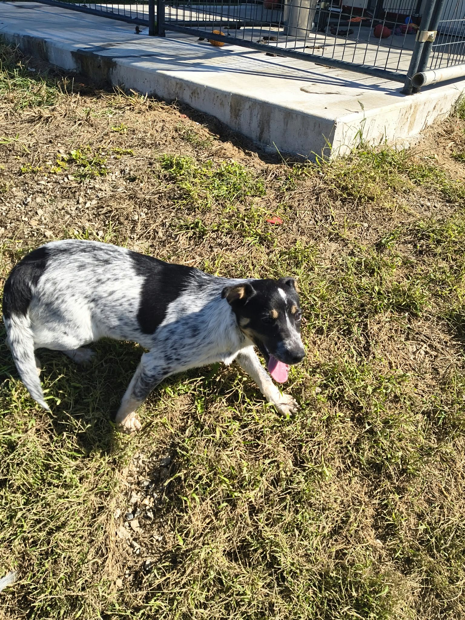 Lexy, photo 3