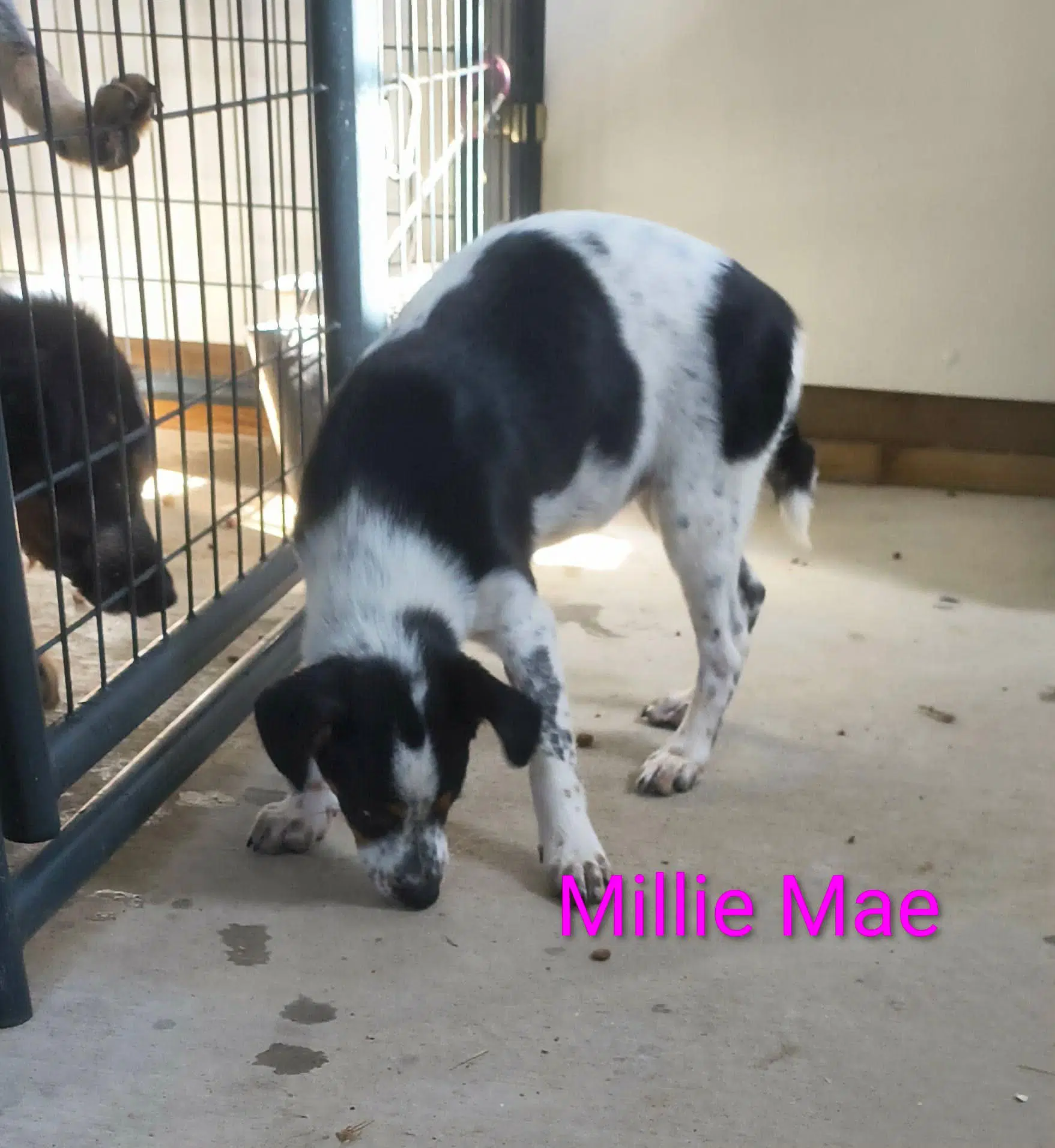 Millie Mae - Beagle