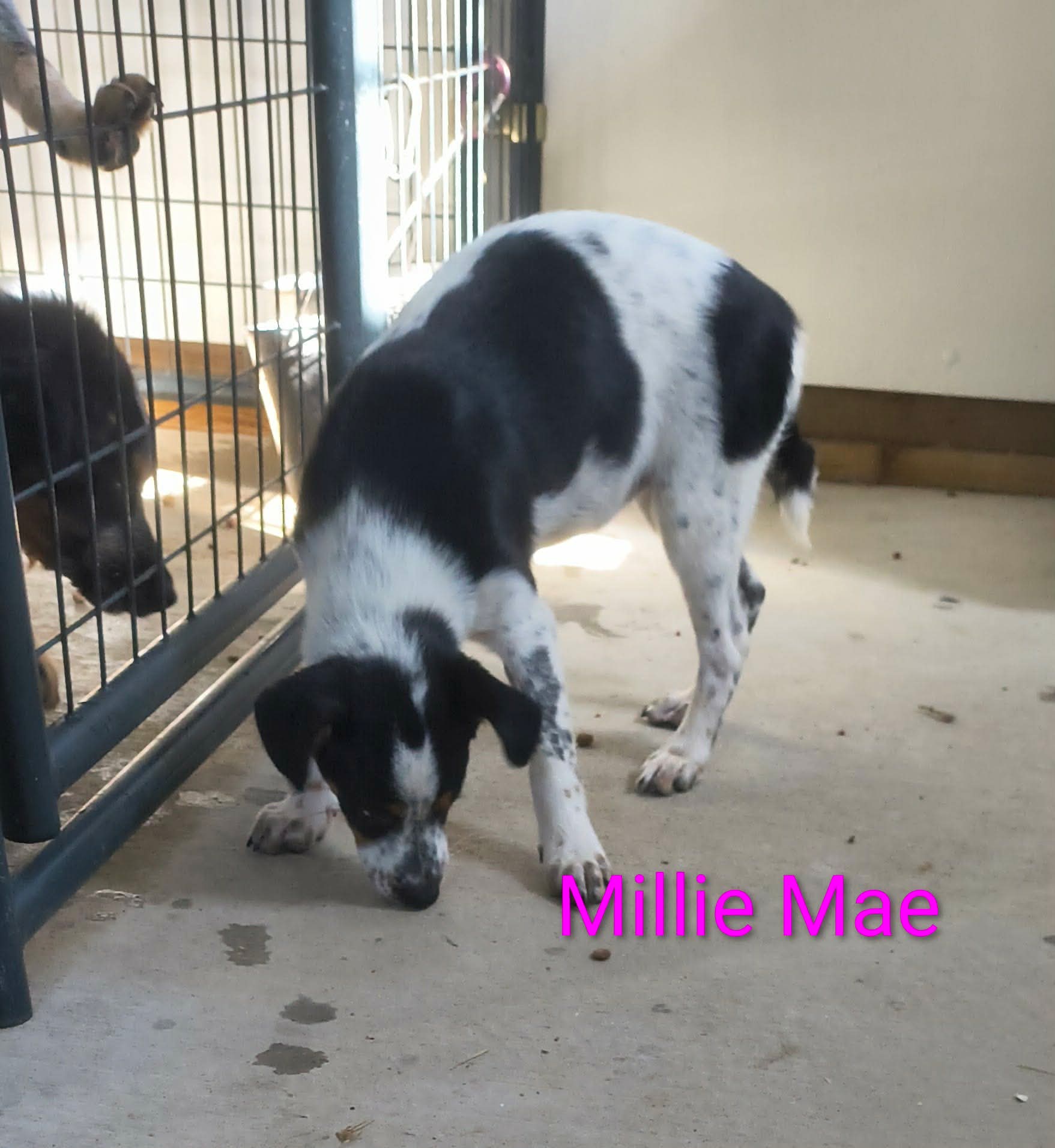 Millie Mae
