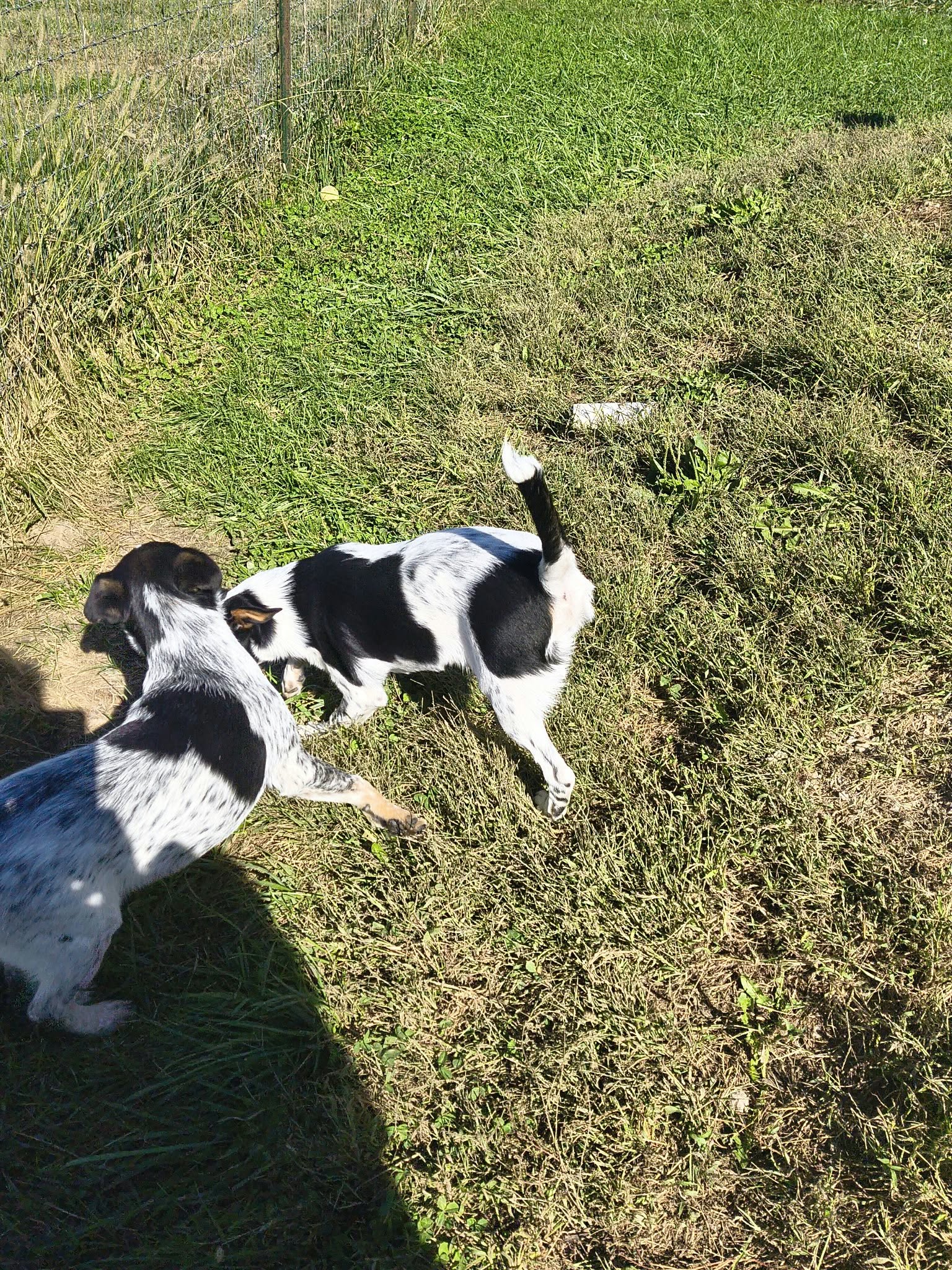 Millie Mae, photo 4