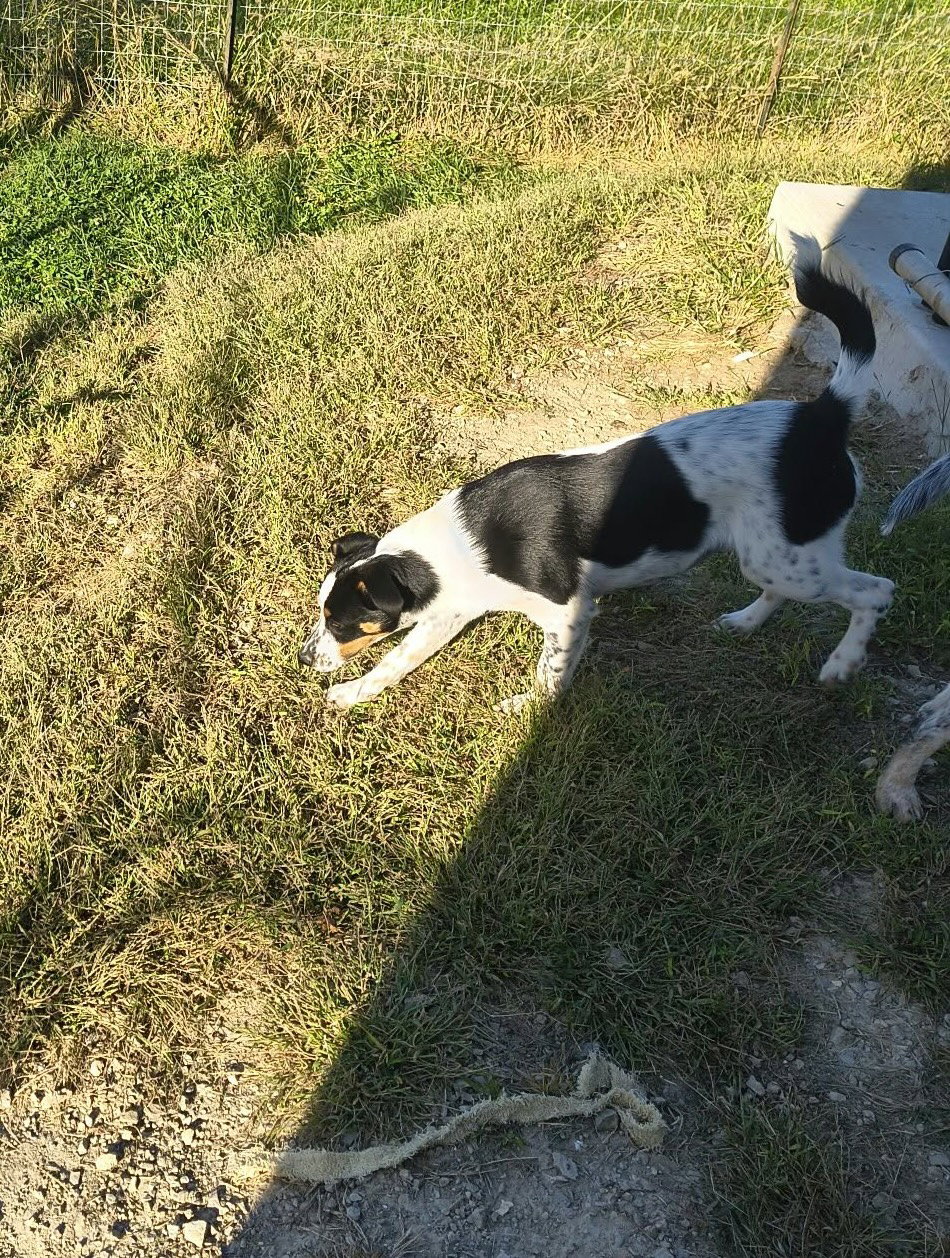 Millie Mae, photo 5