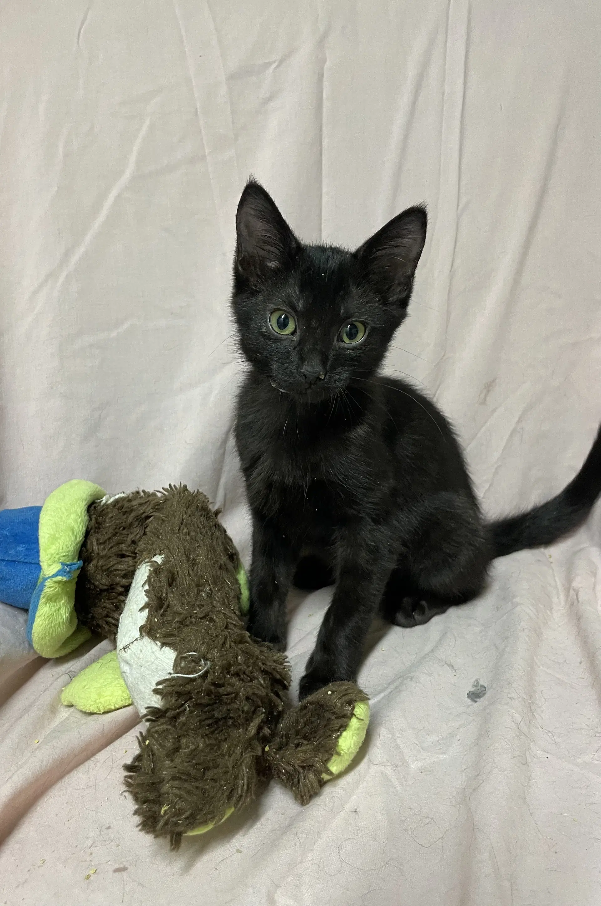 Tiffany - Domestic Short Hair