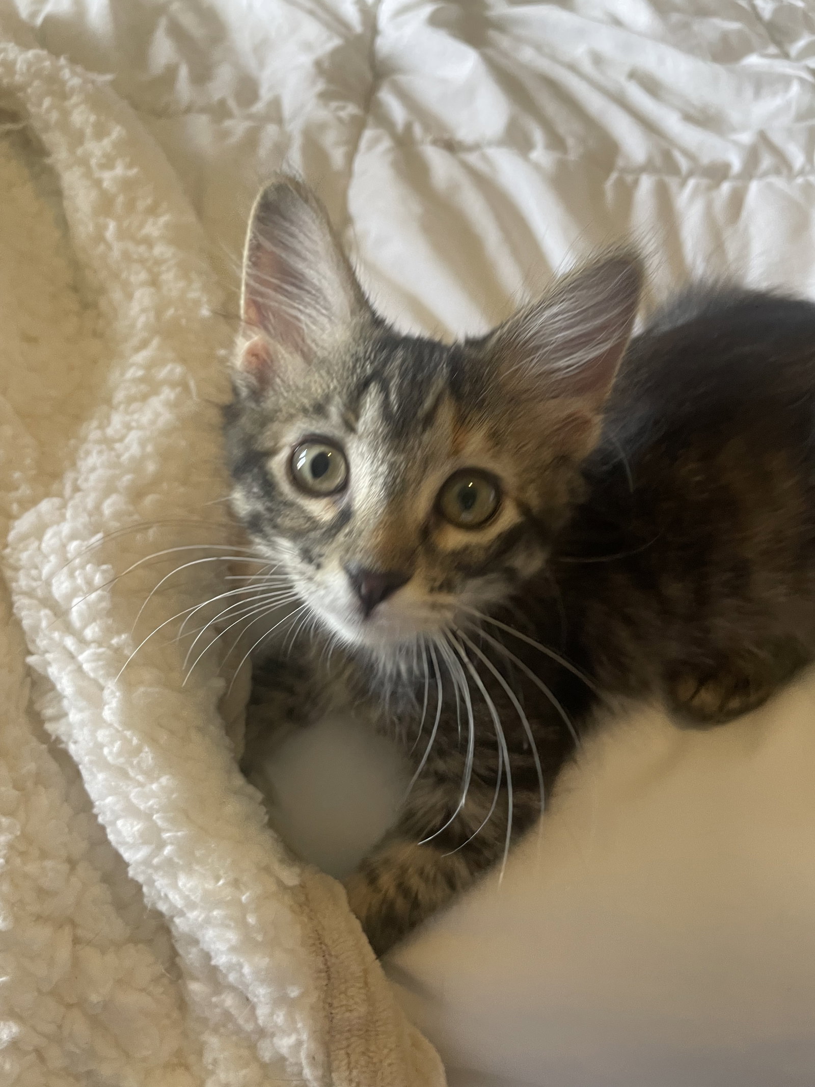 Bandy, Domestic Short Hair