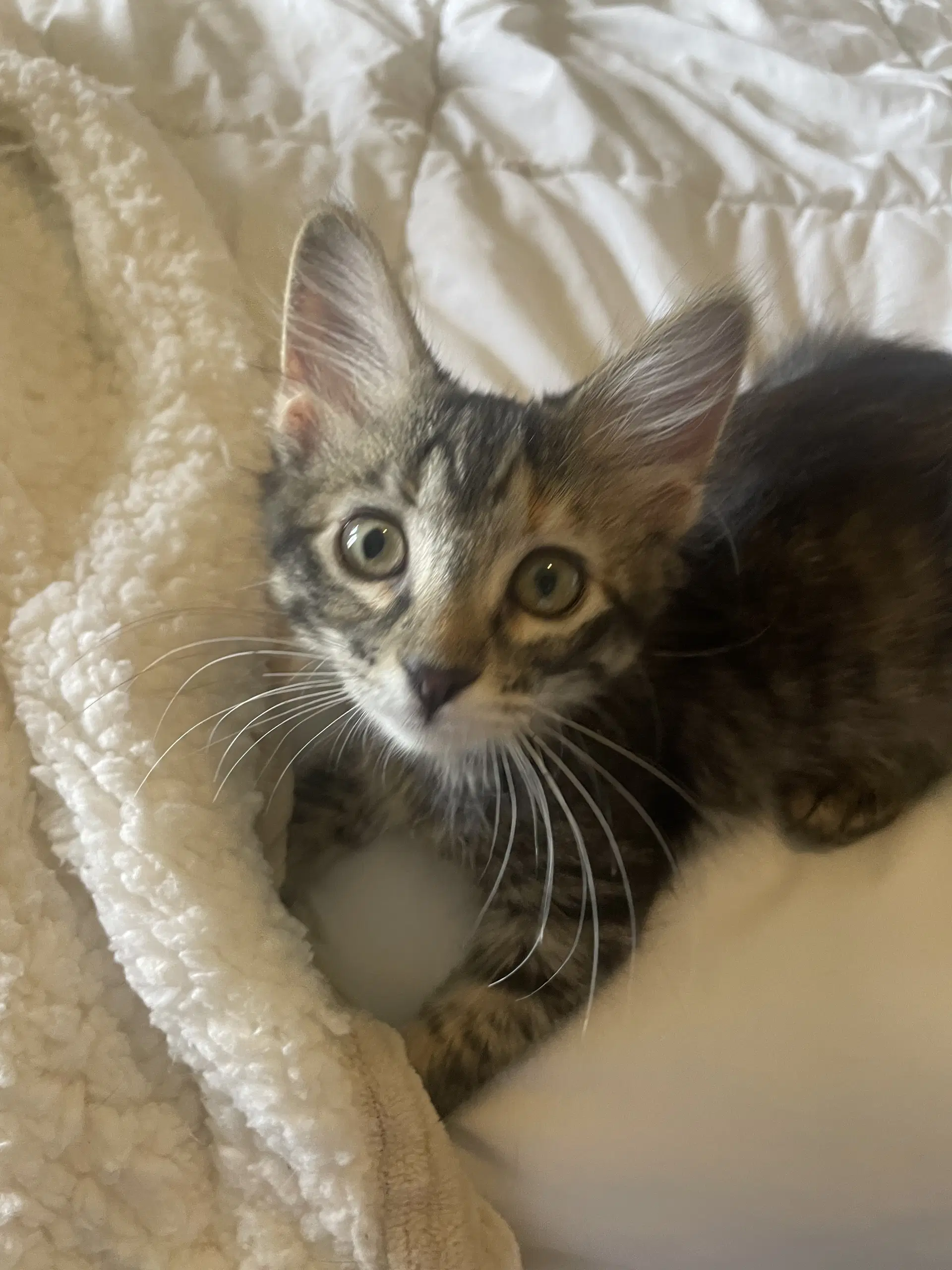 Bandy - Domestic Short Hair