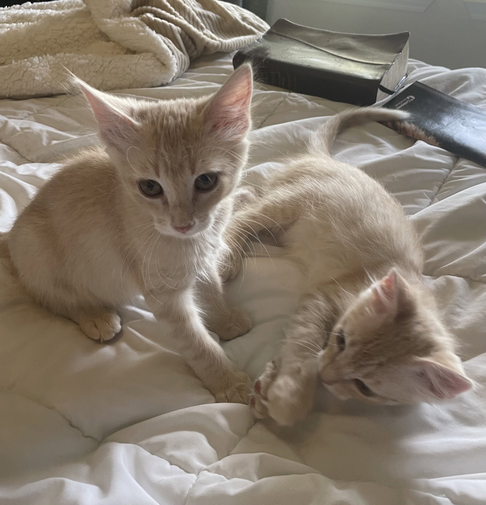 Silas, Domestic Short Hair