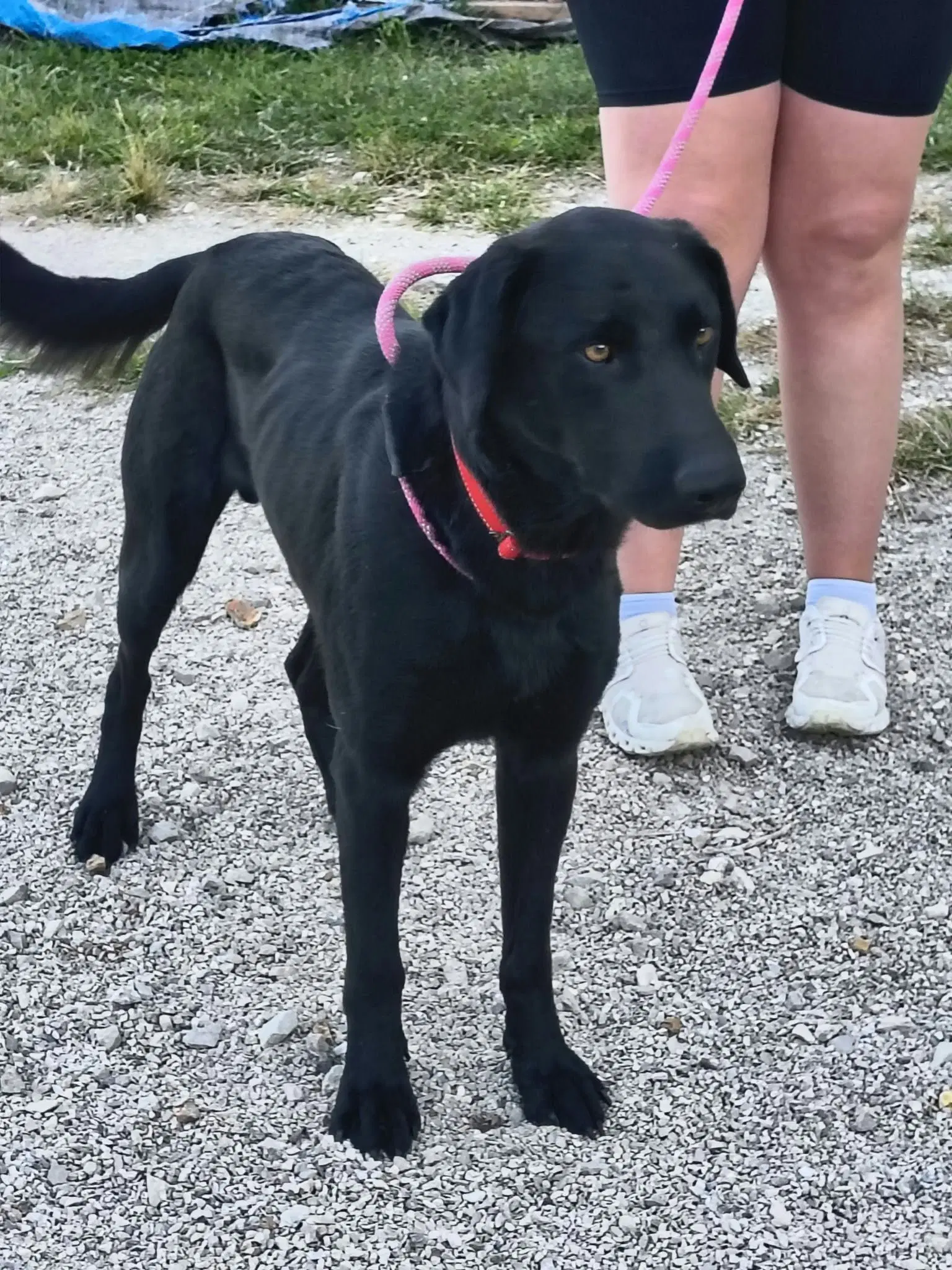 Henry - Black Labrador Retriever