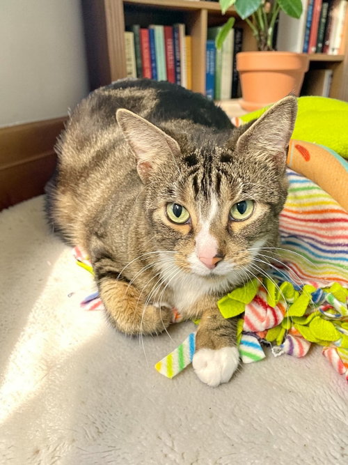 Lisa, a cat for adoption from Champaign Area Trap Spay Neuter and Adoption Program