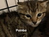 Pumba
