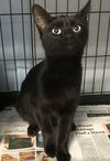 adoptable Cat in , IL named Illianna