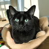 adoptable Cat in Champaign, IL named Illianna