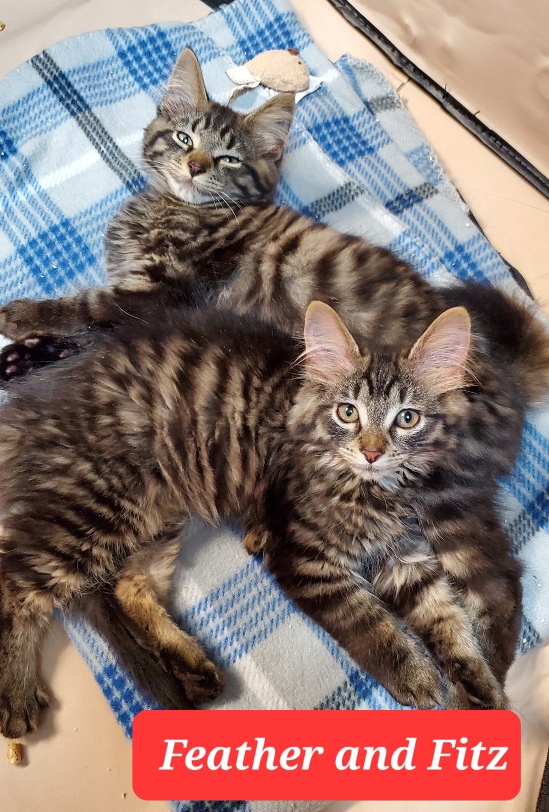 Cats for Adoption in Newport, Indiana Alpha Paw