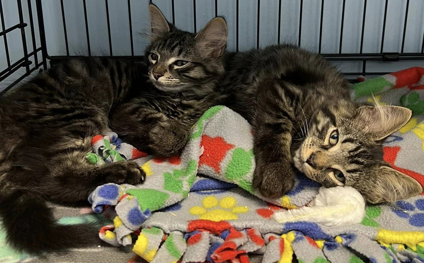 Cats for Adoption in Newport, Indiana Alpha Paw