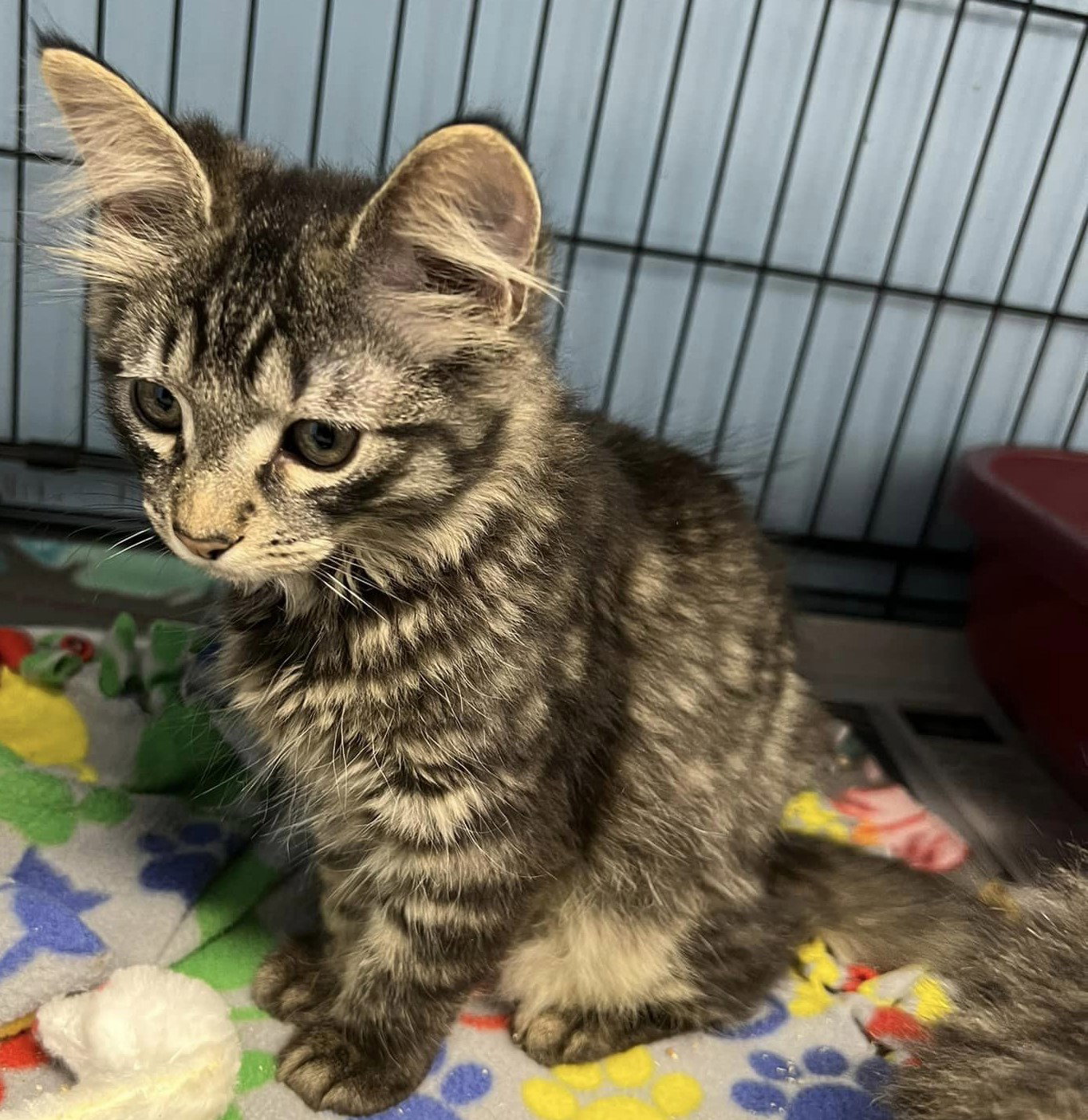 Cats for Adoption in Newport, Indiana Alpha Paw