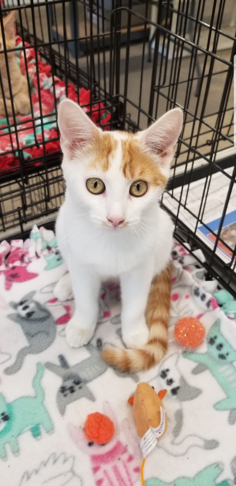 Cats for Adoption in Newport, Indiana Alpha Paw