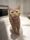 Howie