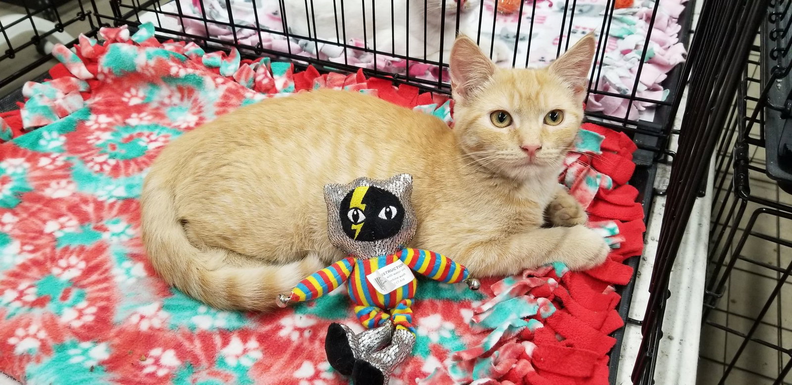 Cats for Adoption in Newport, Indiana Alpha Paw