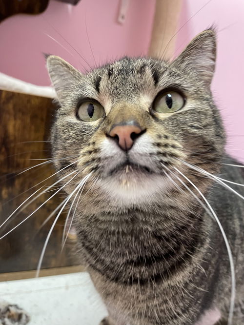 picture of the cat needing adoption