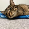 Nala