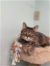 adoptable Cat in champaign, IL named Spice